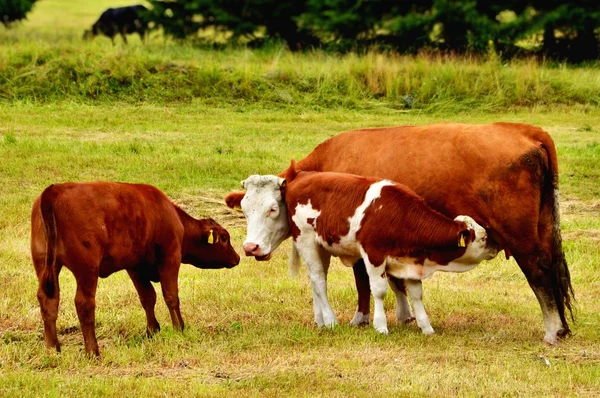 Vaches sur la prairie — Photo