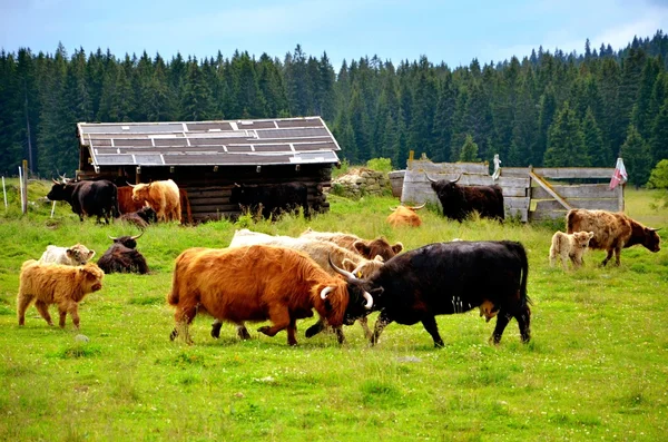 Koeien op de weide — Stockfoto