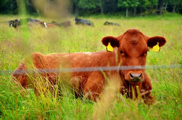 Koeien op de weide — Stockfoto