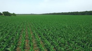 Tarım çiftliğindeki yeşil soya tarlasının havadan görüntüsü. Dolgun doğa manzarası. 4k stok görüntüsü.