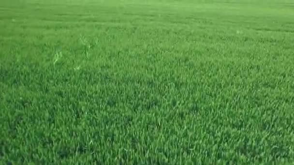 Aerial shot of green soybean field at agricultural farm. Paisaje natural prometedor. Imágenes de material 4k. — Vídeos de Stock