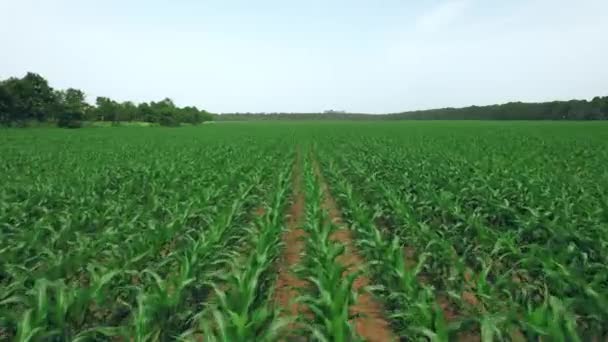 Luftaufnahme eines grünen Sojabohnenfeldes auf einem landwirtschaftlichen Betrieb. Schöne Naturlandschaft. 4k Archivmaterial. — Stockvideo