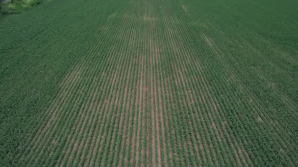 Aerial shot of green soybean field at agricultural farm. Paisaje natural prometedor. Imágenes de material 4k. — Vídeos de Stock