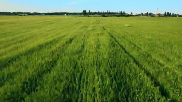 Luftaufnahme eines grünen Sojabohnenfeldes auf einem landwirtschaftlichen Betrieb. Schöne Naturlandschaft. 4k Archivmaterial. — Stockvideo