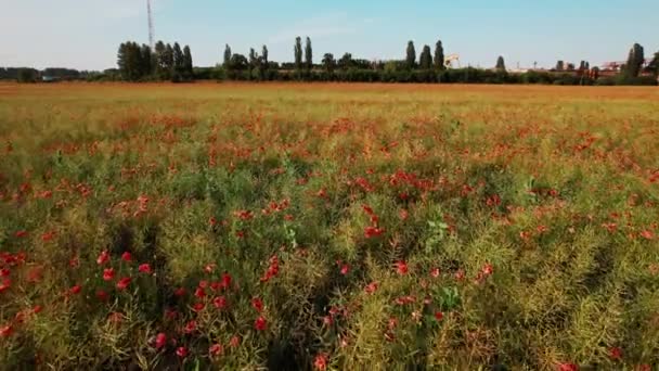 Hermosas amapolas en la orilla verde de un campo. Imágenes de material 4k. — Vídeo de stock