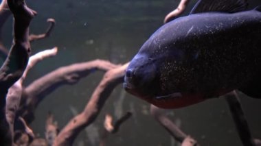 Mercan kayalıkları, tropik balıklar. Sıcak okyanus ve temiz su. Su altı deniz balıkları. 4K video görüntüleri.