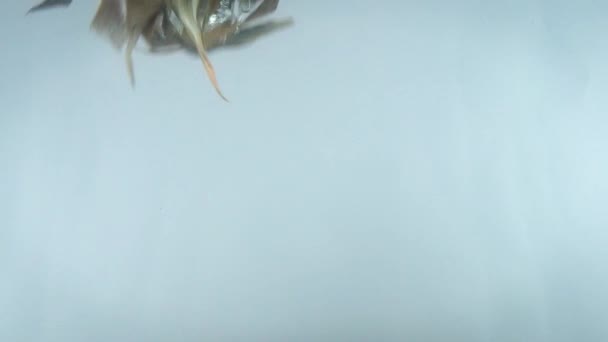 Close-up 4k beeldmateriaal van ananas die in water vallen tegen een witte rug. — Stockvideo