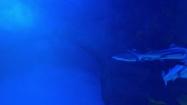 Mercan kayalıkları, tropik balıklar. Sıcak okyanus ve temiz su. Su altı deniz balıkları. 4K video görüntüleri.