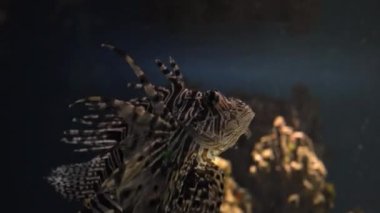 Mercan kayalıkları, tropik balıklar. Sıcak okyanus ve temiz su. Su altı deniz balıkları. 4K video görüntüleri.