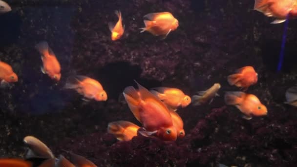 산호초, 열 대어. 따뜻 한 바 다 와 맑은 물. 바다에 사는 물고기. 4K 영상. — 비디오
