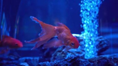 Mercan kayalıkları, tropik balıklar. Sıcak okyanus ve temiz su. Su altı deniz balıkları. 4K video görüntüleri.