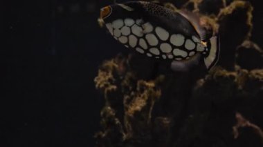 Mercan kayalıkları, tropik balıklar. Sıcak okyanus ve temiz su. Su altı deniz balıkları. 4K video görüntüleri.