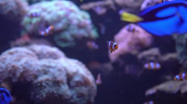 Mercan kayalıkları, tropik balıklar. Sıcak okyanus ve temiz su. Su altı deniz balıkları. 4K video görüntüleri.
