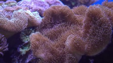 Mercan kayalıkları, tropik balıklar. Sıcak okyanus ve temiz su. Su altı deniz balıkları. 4K video görüntüleri.