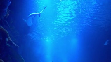 Mercan kayalıkları, tropik balıklar. Sıcak okyanus ve temiz su. Su altı deniz balıkları. 4K video görüntüleri.