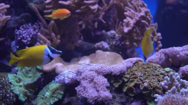 Mercan kayalıkları, tropik balıklar. Sıcak okyanus ve temiz su. Su altı deniz balıkları. 4K video görüntüleri.