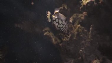 Mercan kayalıkları, tropik balıklar. Sıcak okyanus ve temiz su. Su altı deniz balıkları. 4K video görüntüleri.