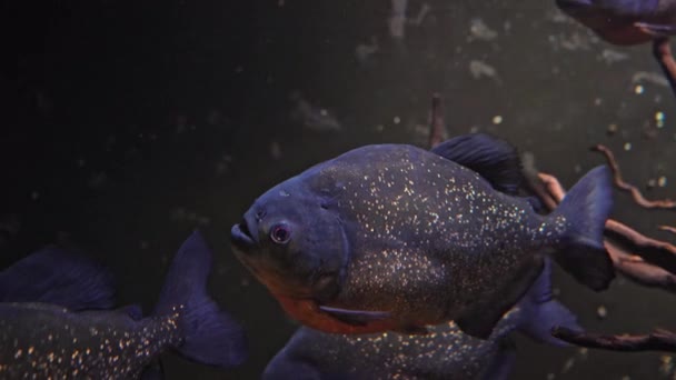 Récif corallien, poissons tropicaux. Océan chaud et eau claire. Des poissons sous-marins. Vidéo 4K. — Video