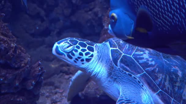 Movimento lento da tartaruga em água azul clara no aquário. Imagens de vídeo 4K. — Vídeo de Stock