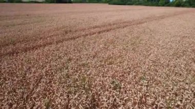 Tarım çiftliğindeki buğday tarlasının havadan görüntüsü. Dolgun doğa manzarası. 4k stok görüntüsü.