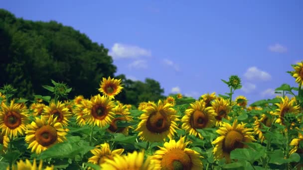 Vista aérea del campo de girasoles florecientes al mediodía. 4k Hermosos campos girasoles. Imágenes de material 4k. — Vídeo de stock