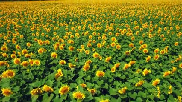 Vue aérienne du champ de tournesols à fleurs à midi. 4k Beaux champs tournesols. Images du stock 4k. — Video