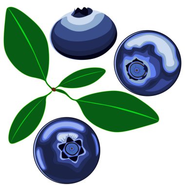 Beyaz arka planda yaban mersinleri, vektör, klipsiyon. Sanat & Resimleri.