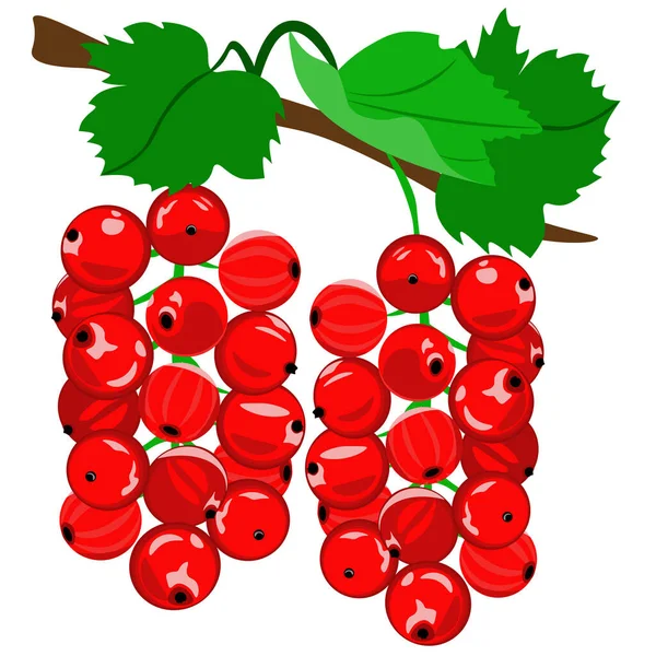 Ribes Rosso Isolato Fondo Bianco Vettore Clipart — Vettoriale Stock