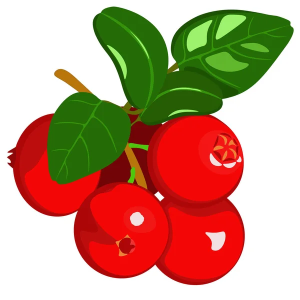 Clipart Cranberry Isolado Sobre Fundo Branco — Vetor de Stock