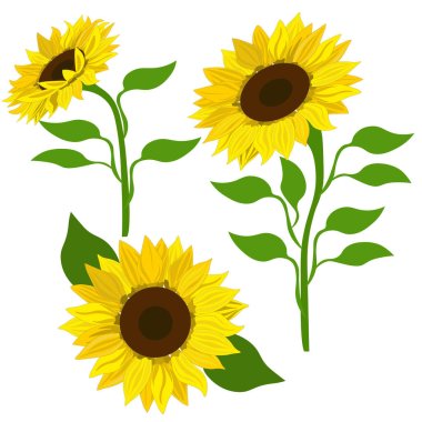 Clip art sunflowers, vector. Sunflowers (set) isolated on white background. Art & Illustration. clipart