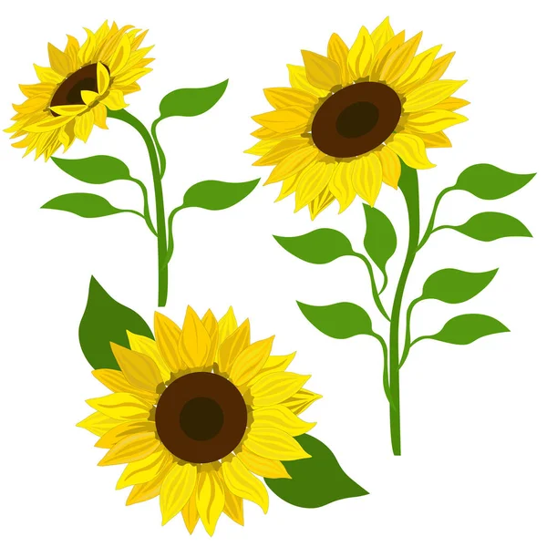 Clip Art Sonnenblumen Vektor Sonnenblumen Set Isoliert Auf Weißem Hintergrund — Stockvektor