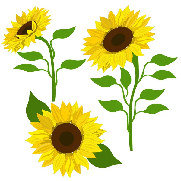 Girasoli Clip Art Vettore Girasoli Set Isolato Sfondo Bianco Arte — Vettoriale Stock