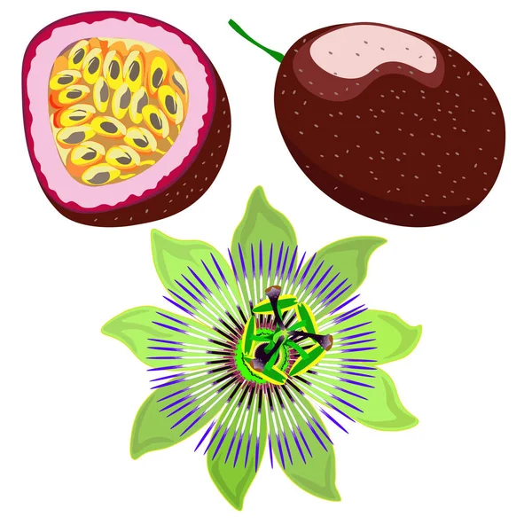 Tropické Ovoce Passionfruit Izolované Bílém Pozadí Klip Art Vektor — Stockový vektor