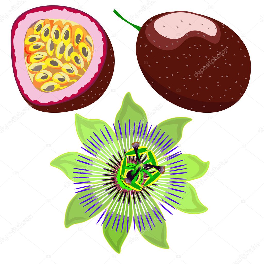 Tropical fruit, passionfruit isolated on white background, clip art, vector.