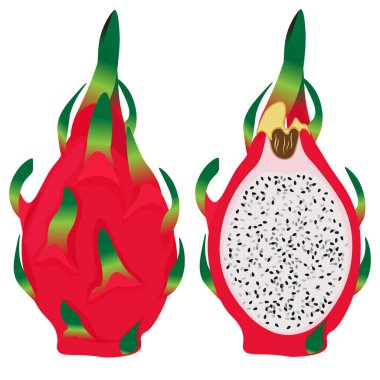 Tırman, vektör. Tropikal meyve-pitahaya, pitaya, beyaz arka planda izole ejderha meyvesi.