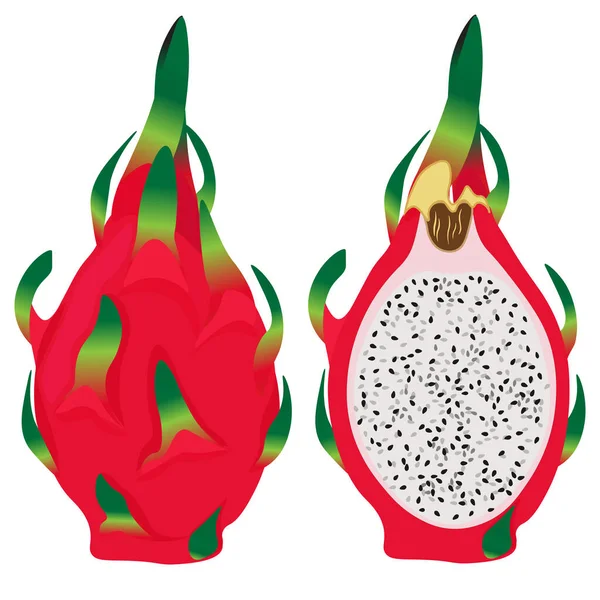 Tırman, vektör. Tropikal meyve-pitahaya, pitaya, beyaz arka planda izole ejderha meyvesi.