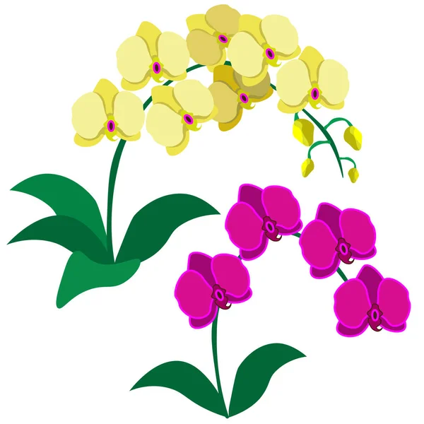 Желтые Розовые Орхидеи Изолированные Белом Фоне Клипарт Вектор — стоковый вектор