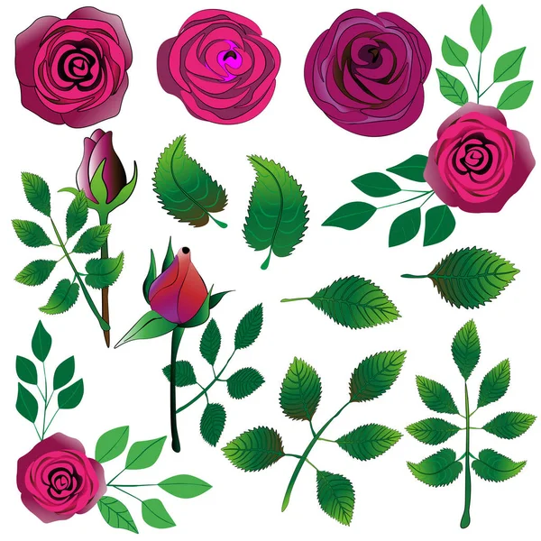 Clipart Vector Conjunto Rosas Rosadas Hojas Verdes Aisladas Sobre Fondo — Vector de stock