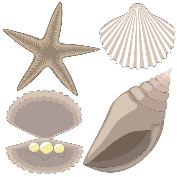 Deniz altı dünyası. Deniz yıldızı, deniz kabukları, kabukta inciler. Vektör, clipart.