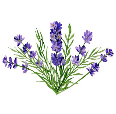 Watercolour hand drawn flowers. Lavender bush.