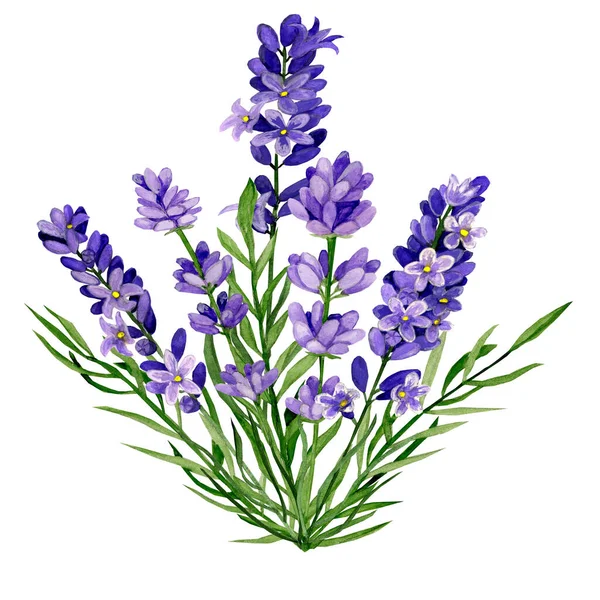 Watercolour hand drawn flowers. Lavender, blooming bush.