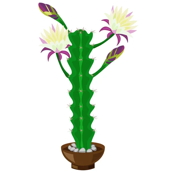 Cactus Vert Fleurs Dans Pot Isolé Sur Fond Blanc Vecteur — Image vectorielle