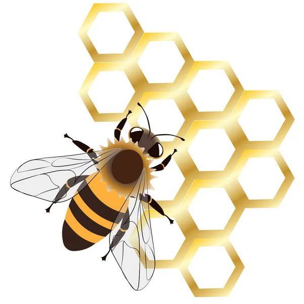 Med Včela Zlaté Plástve Izolované Bílém Pozadí Vektor — Stockový vektor