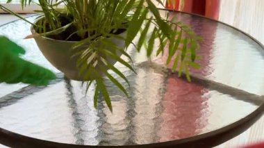 Kapalı alandaki bitkilerin, palmiyelerin ve üzümlerin yakın çekimleri. Kapalı alandaki bitkiler.