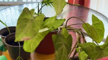 Kapalı alandaki bitkilerin, palmiyelerin ve üzümlerin yakın çekimleri. Kapalı alandaki bitkiler.