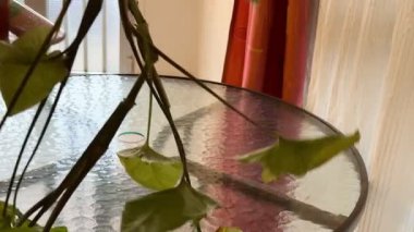 Kapalı alandaki bitkilerin, palmiyelerin ve üzümlerin yakın çekimleri. Kapalı alandaki bitkiler.