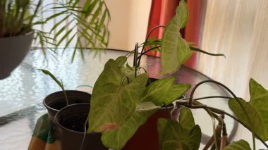 Kapalı alandaki bitkilerin, palmiyelerin ve üzümlerin yakın çekimleri. Kapalı alandaki bitkiler.