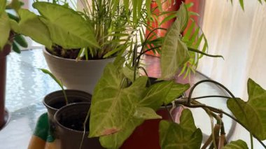 Kapalı alandaki bitkilerin, palmiyelerin ve üzümlerin yakın çekimleri. Kapalı alandaki bitkiler.