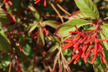 Kestane fişeklerinin çiçek açtığı yakın plan. Çiçek arka planı.