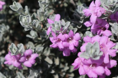 Teksas adaçayı çiçeklerine yakın çekim. Çiçek arka planı.